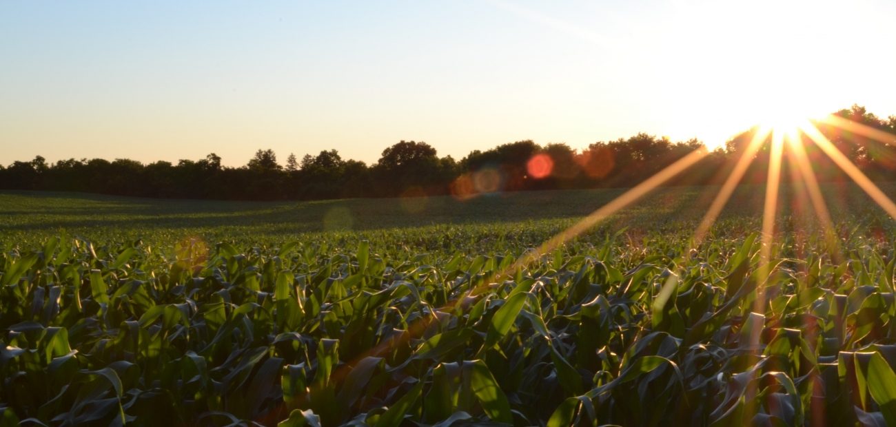 Agricultural/Farm Land